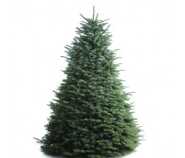 CM1 Noble Fir Christmas Tree 5fts (With Stand) 